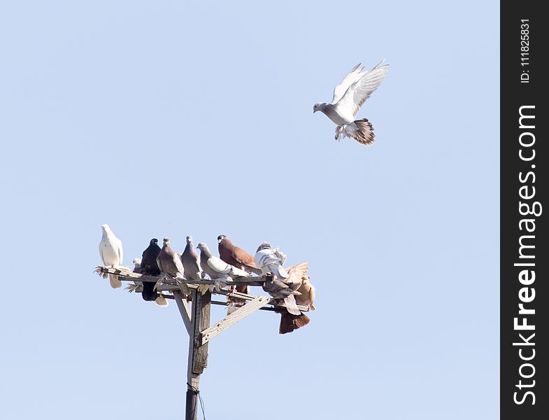 Flock of pigeons on blue sky . In the park in nature