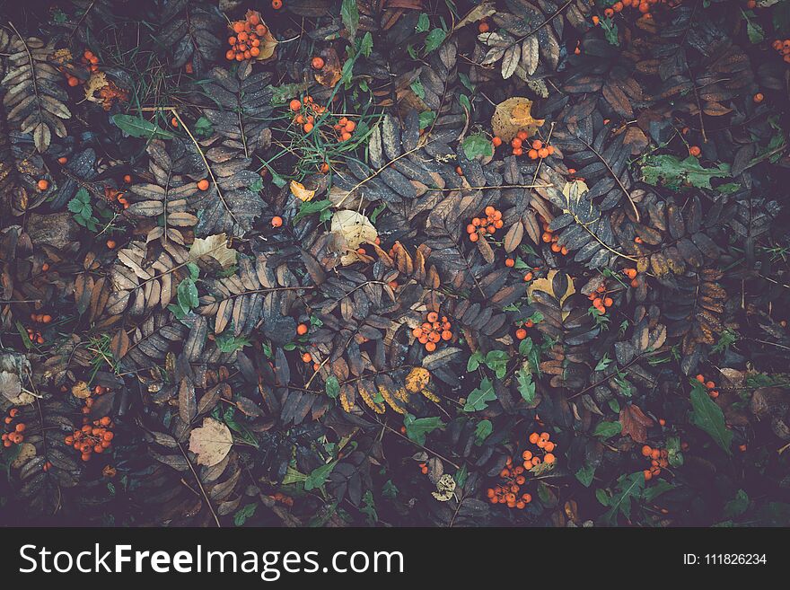 Bright autumn leaves on the ground. Shoot from above.