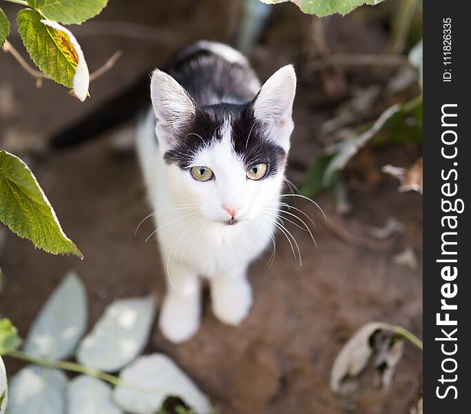 Beautiful kitten on nature . In the park in nature