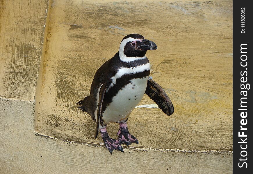 Sea Museum in Klaipeda. Penguin. Peace of mind and a smile on his face at the sight of this cute creature.