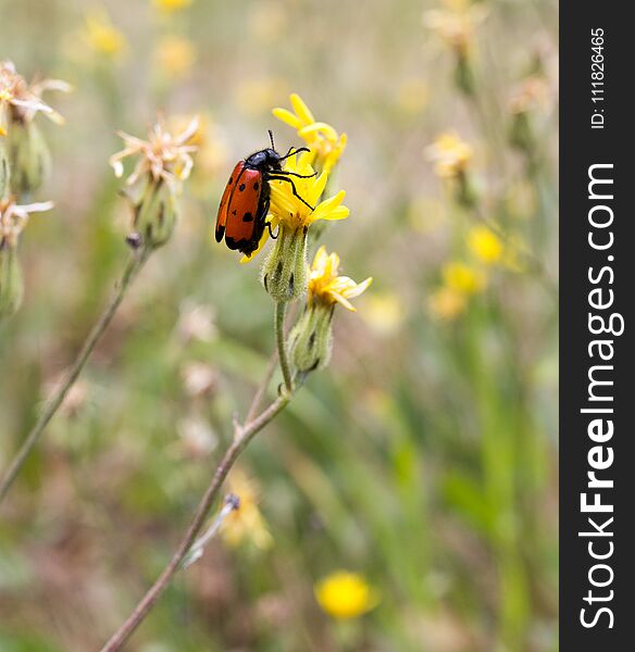 Red Beetle On Nature. Macro