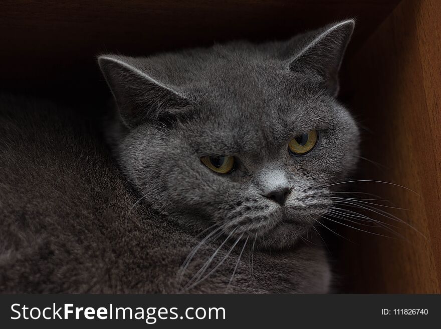 Funny british cat peeping portrait