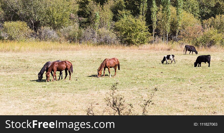 Herd of horses in the pasture in the fall .