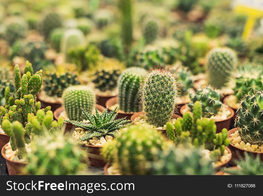 Group Of Various Cactus Plants