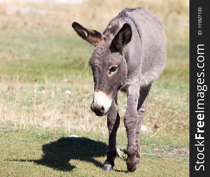 Portrait Of A Donkey On The Nature Autumn