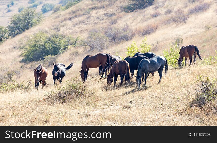 Herd Of Horses In The Pasture In The Fall