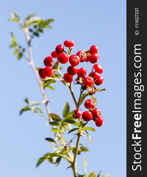 Red barberry against the blue sky . In the park in nature