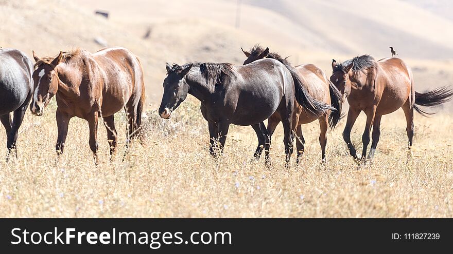 Herd Of Horses In The Pasture In The Fall