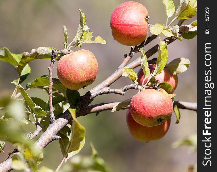Ripe apples on the tree in nature