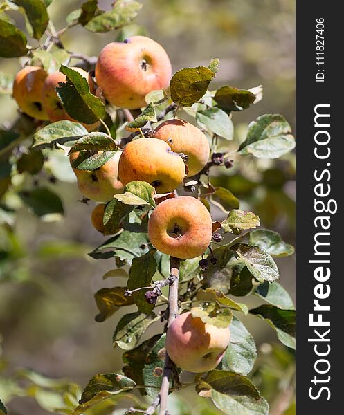 Ripe apples on the tree in nature .