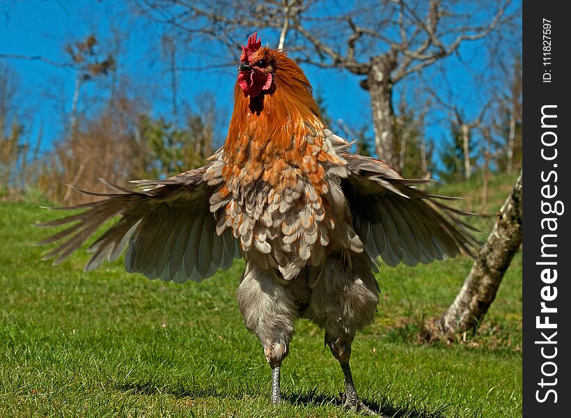 Rooster of the breed Hedemora, make themselves impressive. The breed is a very old hardy breed in Sweden. The breed has double springs on each pen, which makes them manage to cool well.