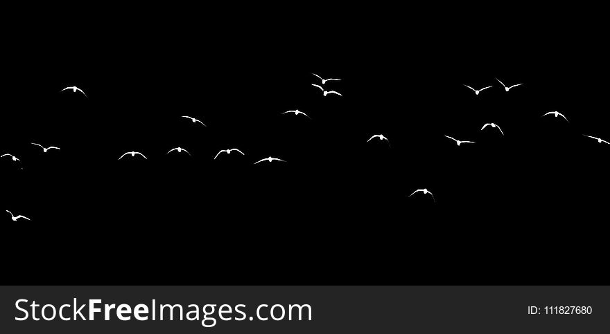 Silhouette Of A Flock Of Birds On A Black Background