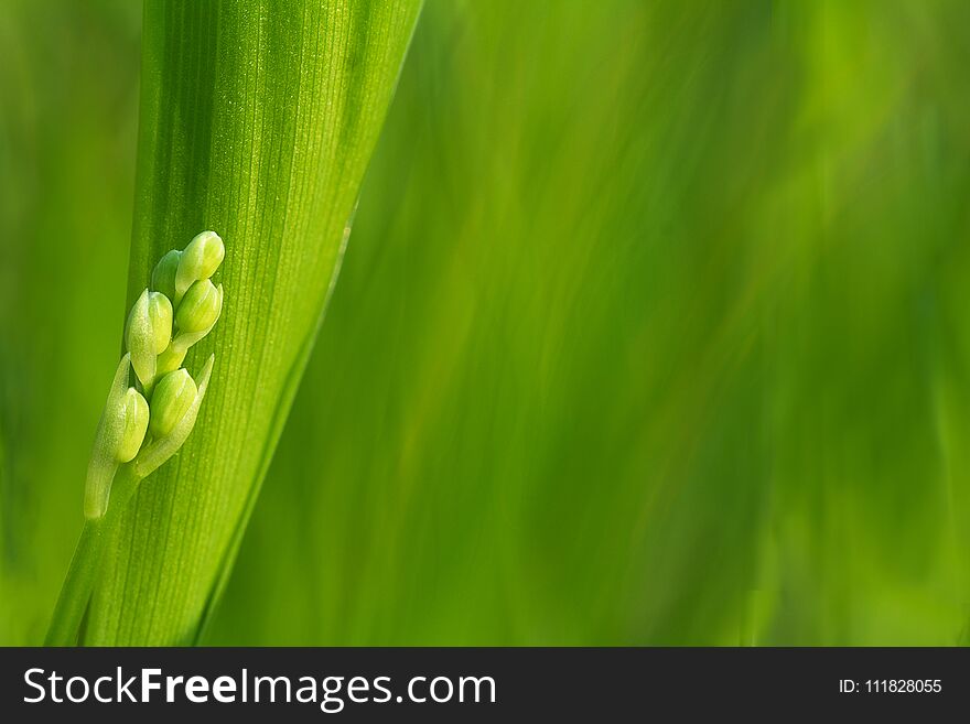 Cute, first lilies of the valley, timidly look from among the green leaves. Cute, first lilies of the valley, timidly look from among the green leaves