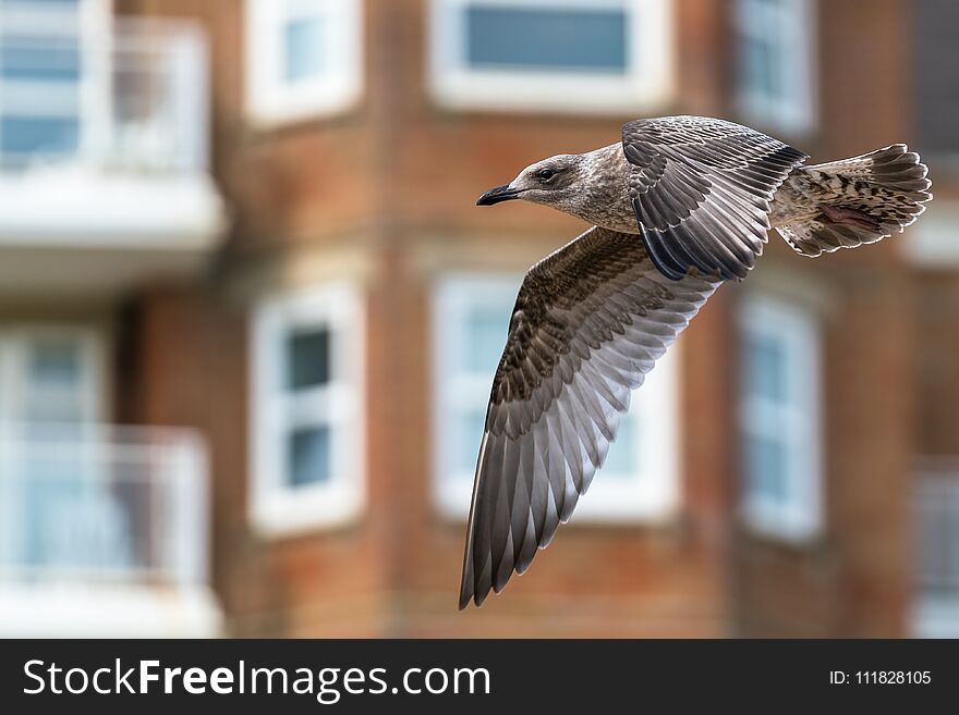 A Seagull Flying Near Buildings. A Seagull Flying Near Buildings