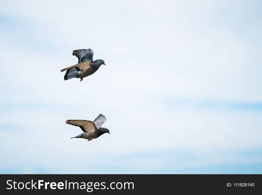 Two Pigeons Flying In The Cloudy Sky In A Summer Day. Two Pigeons Flying In The Cloudy Sky In A Summer Day