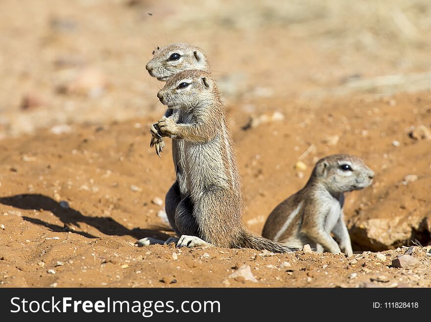 Family Of Ground Squirrels Carefully Come Out Of Their Burrow In