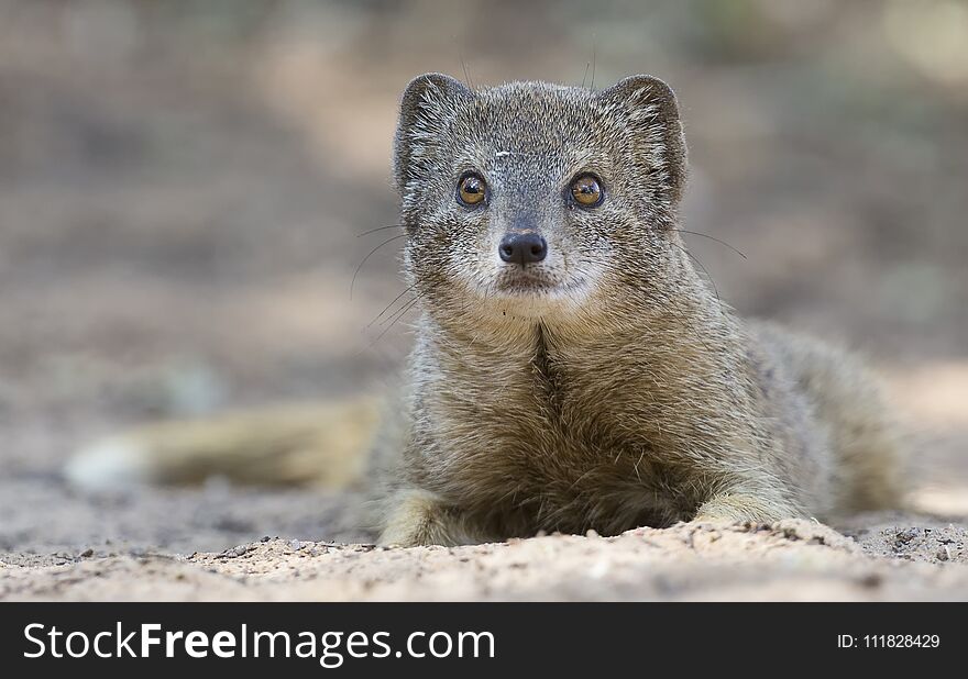 Yellow Mongoose Lie Down To Rest On The Kalahari Desert Sand In