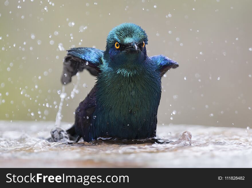 Cape glossy starling bathe in shallow water pool on a hot day