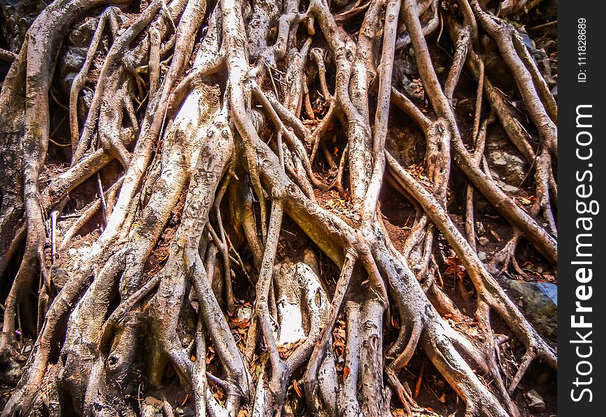 Tree With Roots In The Jozani Forest Zanzibar