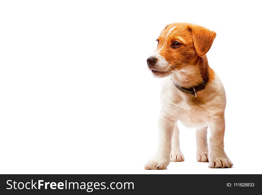 Small cute serious jack russel terrier puppy wearing leahter dog collar isolated on white background. Studio shot. Some copy space. Animalthems. Small cute serious jack russel terrier puppy wearing leahter dog collar isolated on white background. Studio shot. Some copy space. Animalthems.