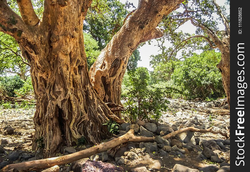 Beautiful landscape with tree in tanzania africa