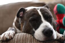 The Dog Sleep On The Sofa Stock Photography