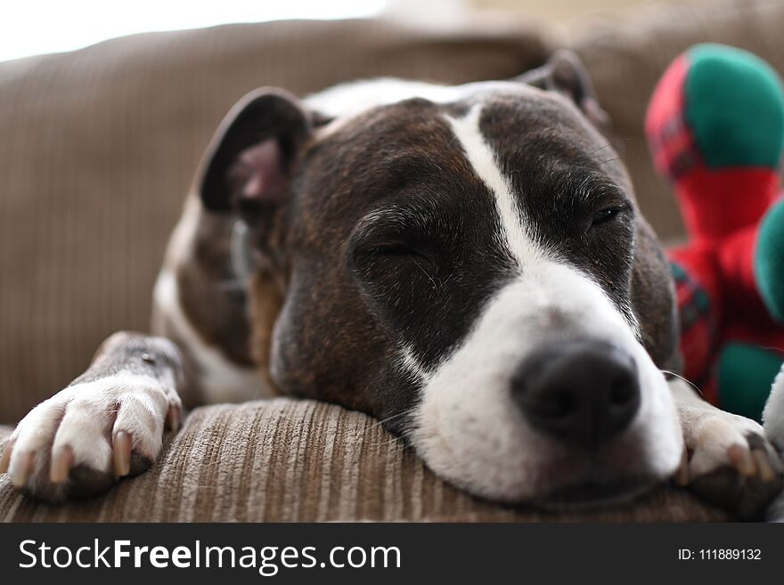 The dog sleep on the sofa