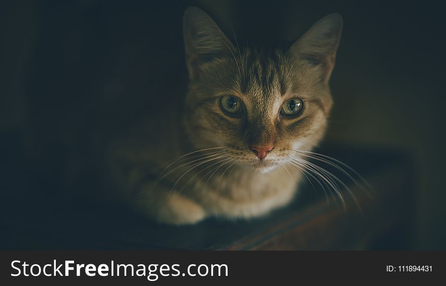 Shallow Focus Photography of Silver Tabby Cat