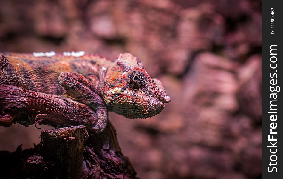 Shallow Focus Photography Of Multi-Colored Lizard