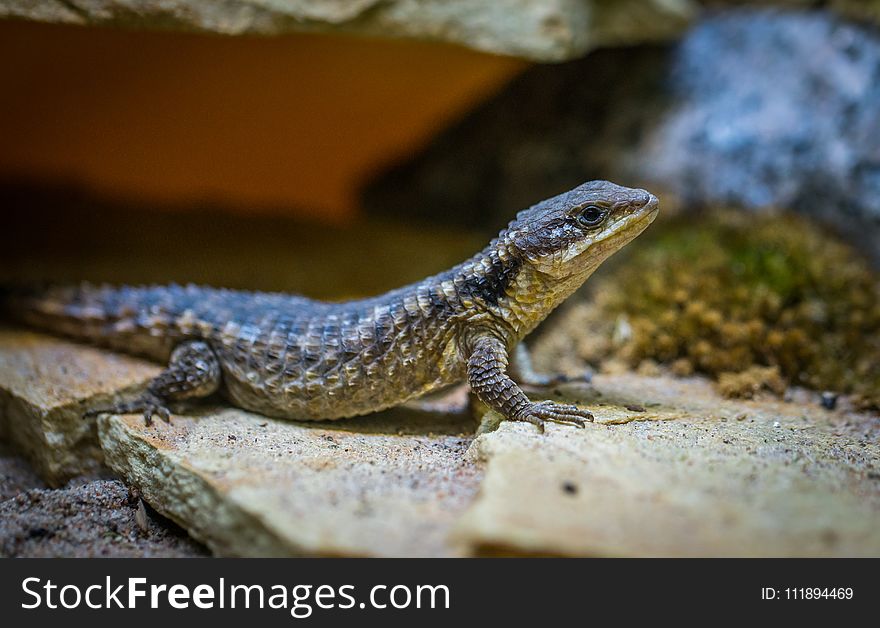 Selective Focus Photo of Black Lizard on Gray Surface
