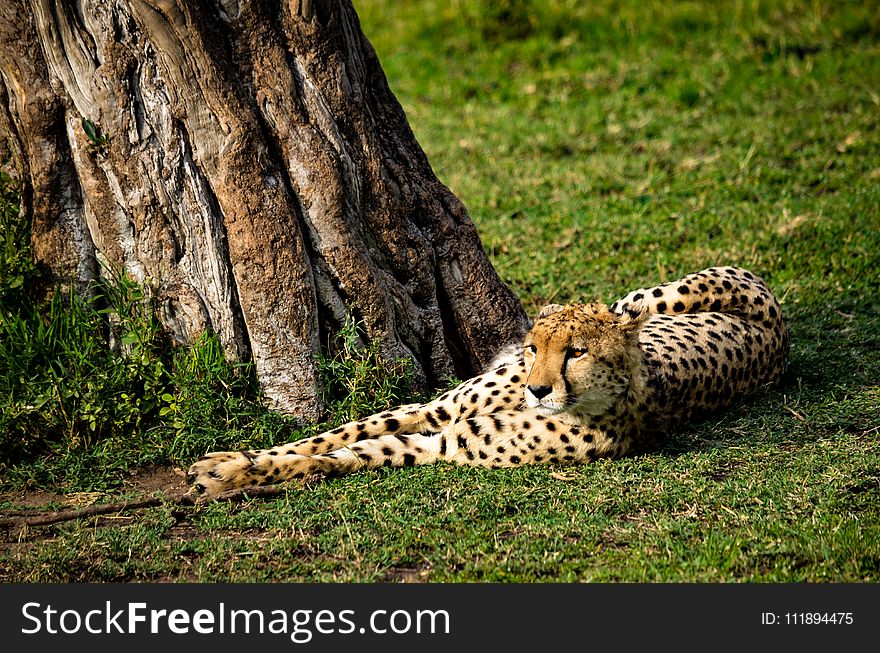 Cheetah Lying Near Tree