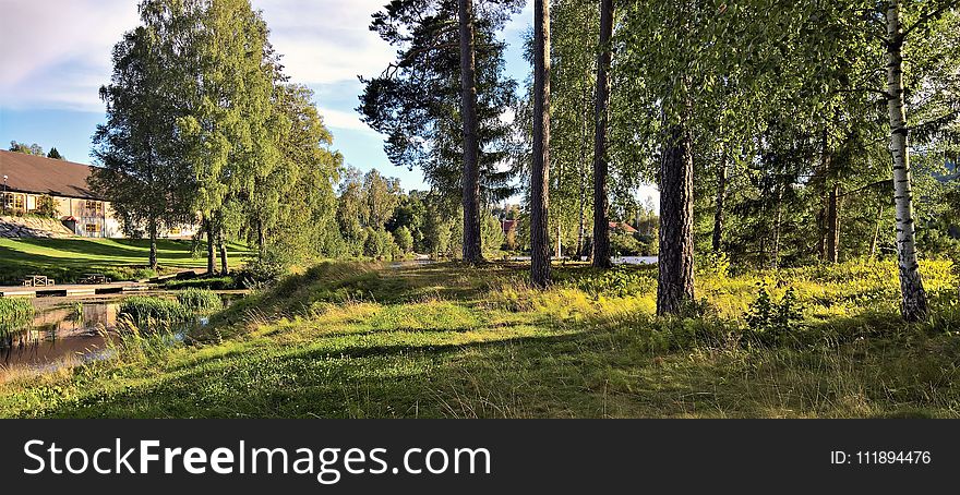 Landscape Photograph of Tree Line