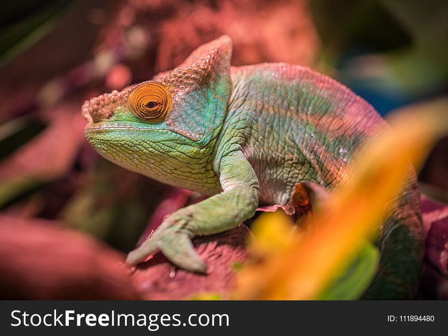 Green And Red Lizard