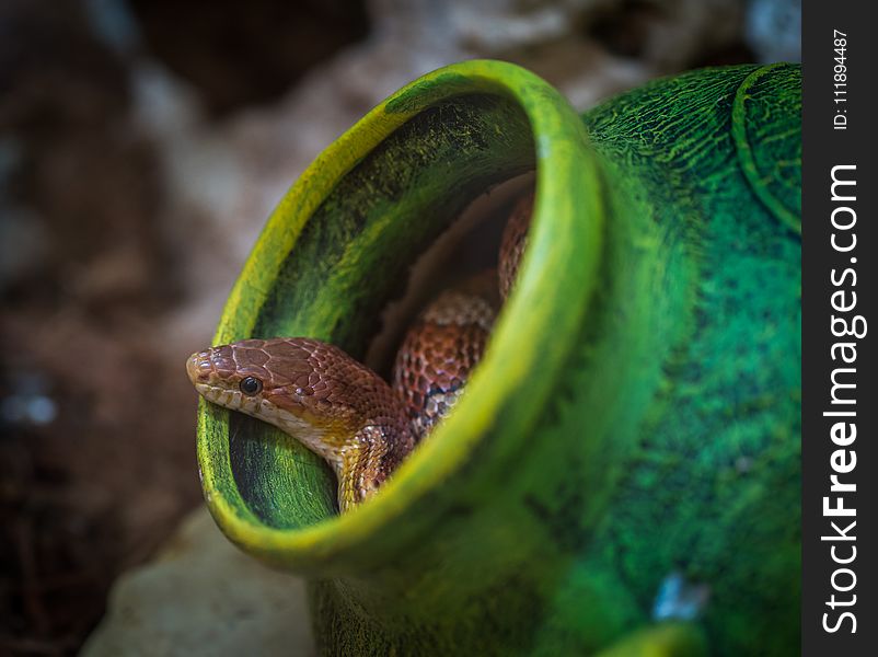 Shallow Focus Photography Of Brown Snake In Green Jar