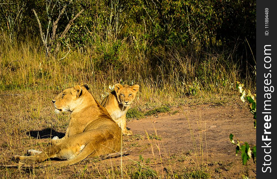 Lioness and Lion Cub Lying on Brown and Green Grass at Daytime