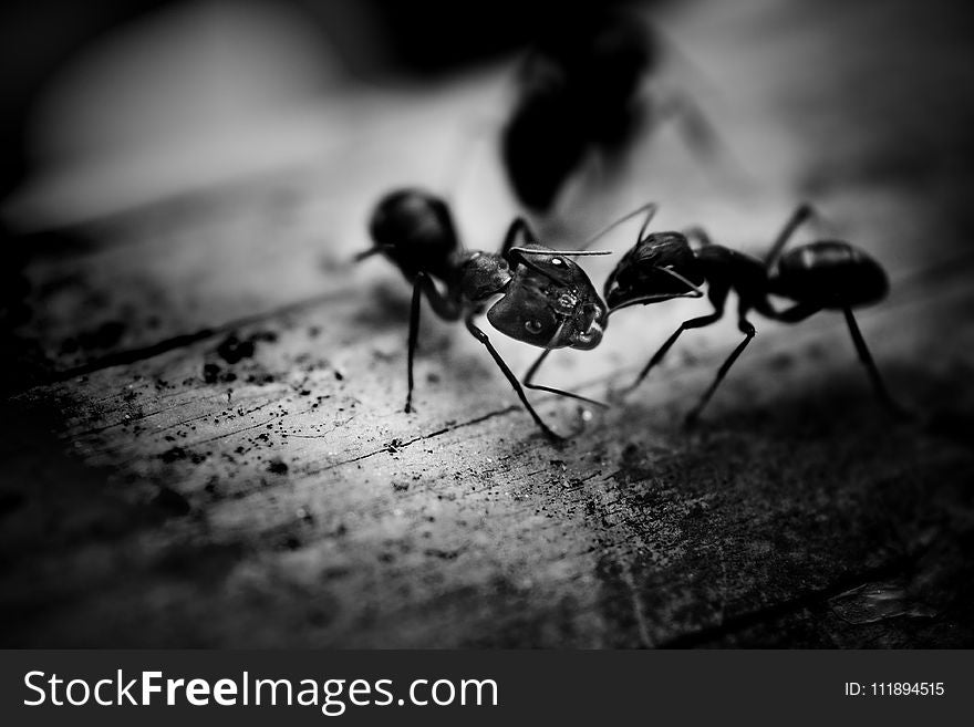 Black Ants