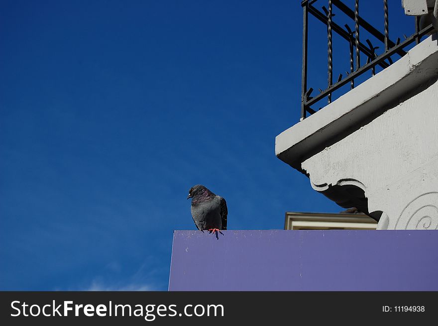 A pigeon in amsterdam sitting near a house