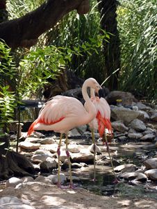 Flamingo Pair Stock Images Flamingo Pair Stock Images