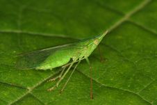 Green Bug Royalty Free Stock Image Green Bug Royalty Free Stock Image