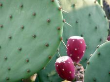 Cacti Royalty Free Stock Photos