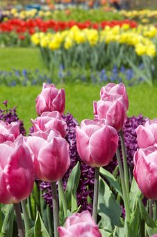 Dutch Tulips Royalty Free Stock Photography