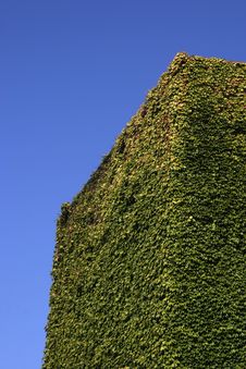 Ivy Wall Stock Images Ivy Wall Stock Images