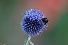 Bumblebee Royalty Free Stock Images