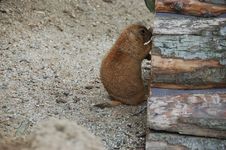 Hey, Anybody There (Prairie Dog) Royalty Free Stock Photos