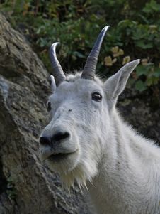 Mr. Goat Looking At Me Royalty Free Stock Images Mr. Goat Looking At Me Royalty Free Stock Images
