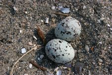 Eggs On Sandy Beach Stock Photography