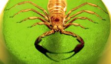 Scorpion Dome Royalty Free Stock Photography Scorpion Dome Royalty Free Stock Photography