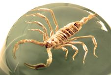 Scorpion Ball Royalty Free Stock Photo Scorpion Ball Royalty Free Stock Photo