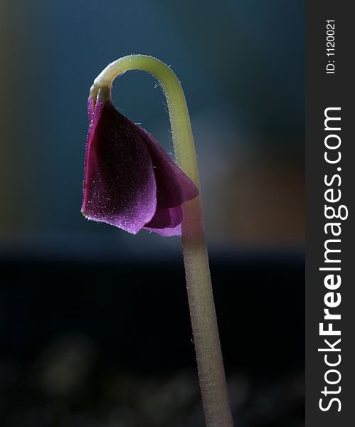 Sprout of a purple shamrock