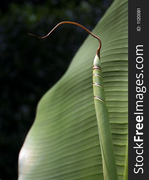 Unraveling of elephant ear plant. Unraveling of elephant ear plant